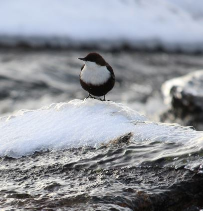 Møte 4.januar - Klubbkveld med planlegging